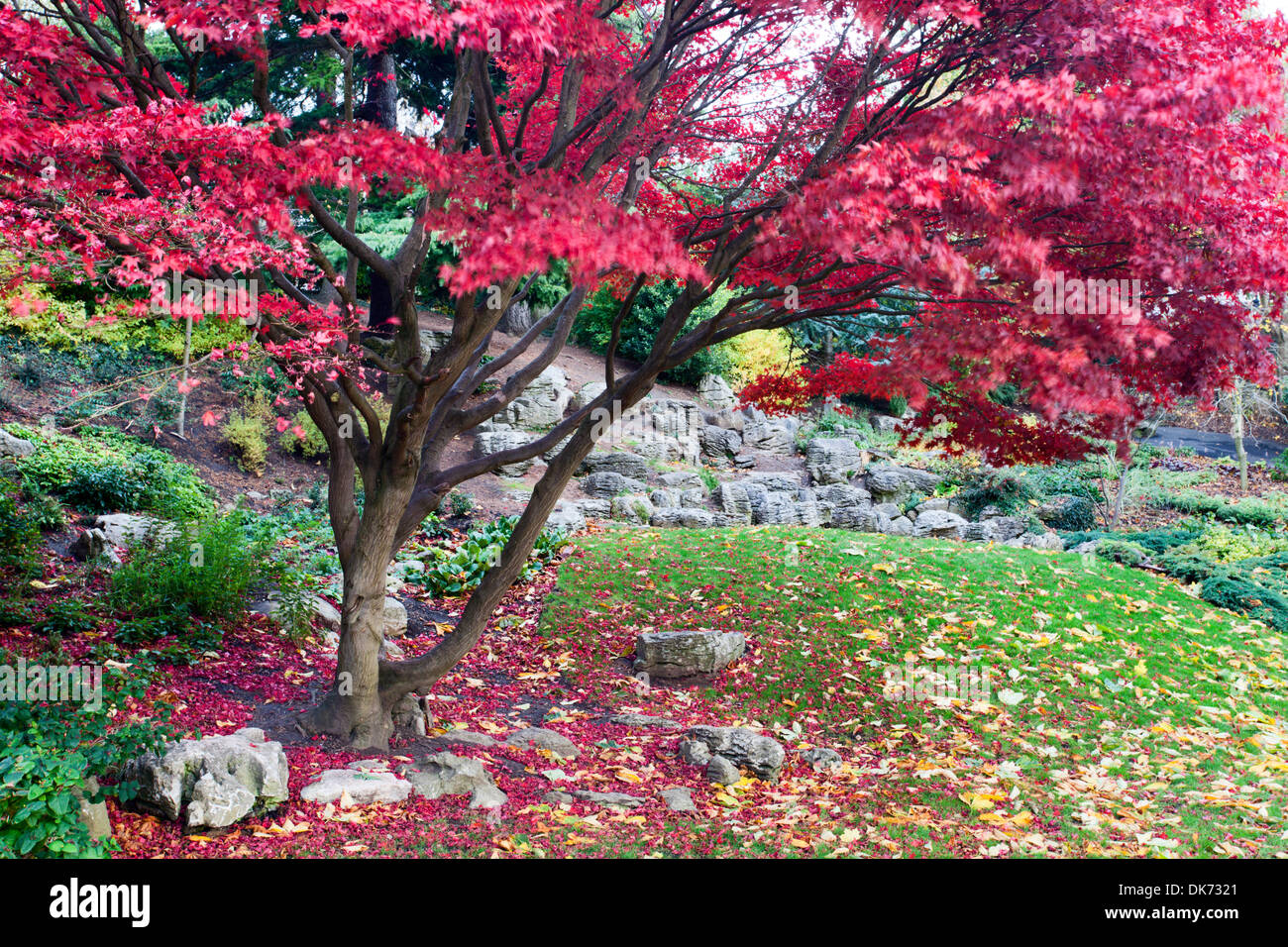 Acer Albero in autunno a Giardini Bebra Knaresborough North Yorkshire, Inghilterra Foto Stock