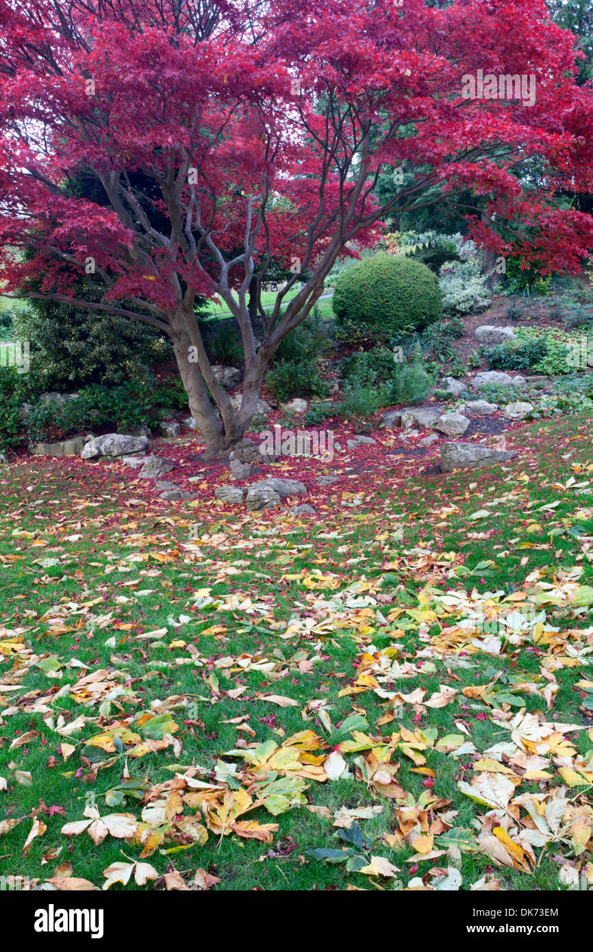 Acer Albero in autunno a Giardini Bebra Knaresborough North Yorkshire, Inghilterra Foto Stock