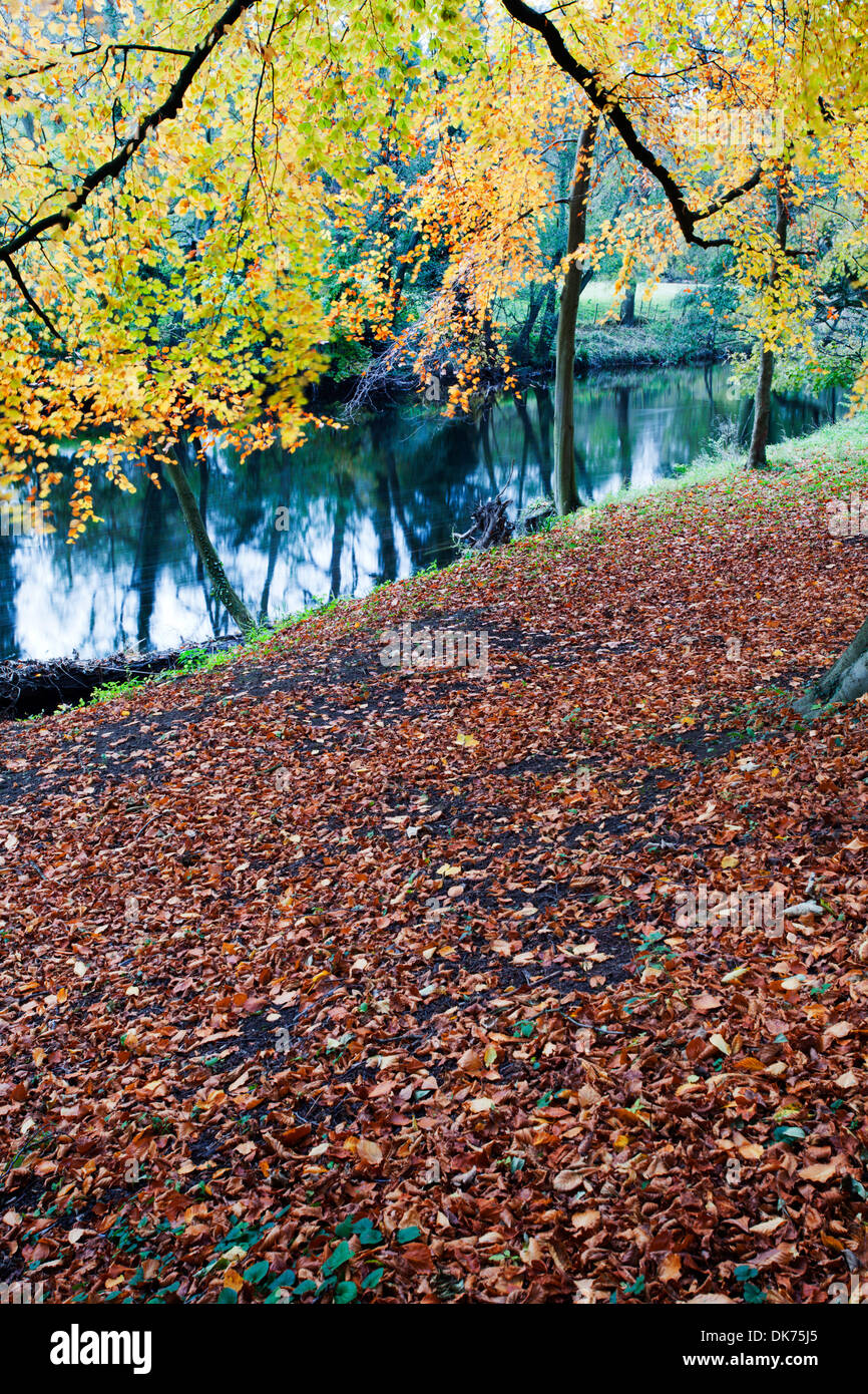 In autunno gli alberi dal fiume Nidd a Knaresborough North Yorkshire, Inghilterra Foto Stock