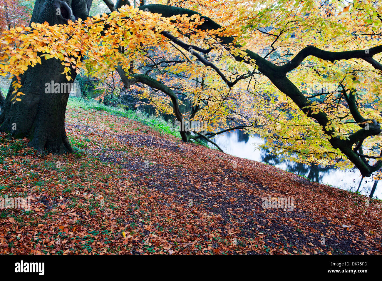 In autunno gli alberi dal fiume Nidd a Knaresborough North Yorkshire, Inghilterra Foto Stock