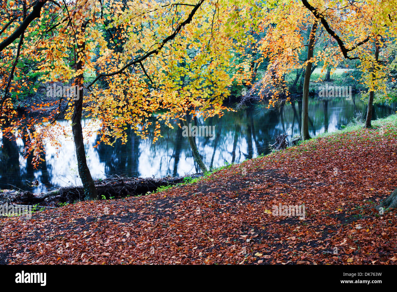 In autunno gli alberi dal fiume Nidd a Knaresborough North Yorkshire, Inghilterra Foto Stock