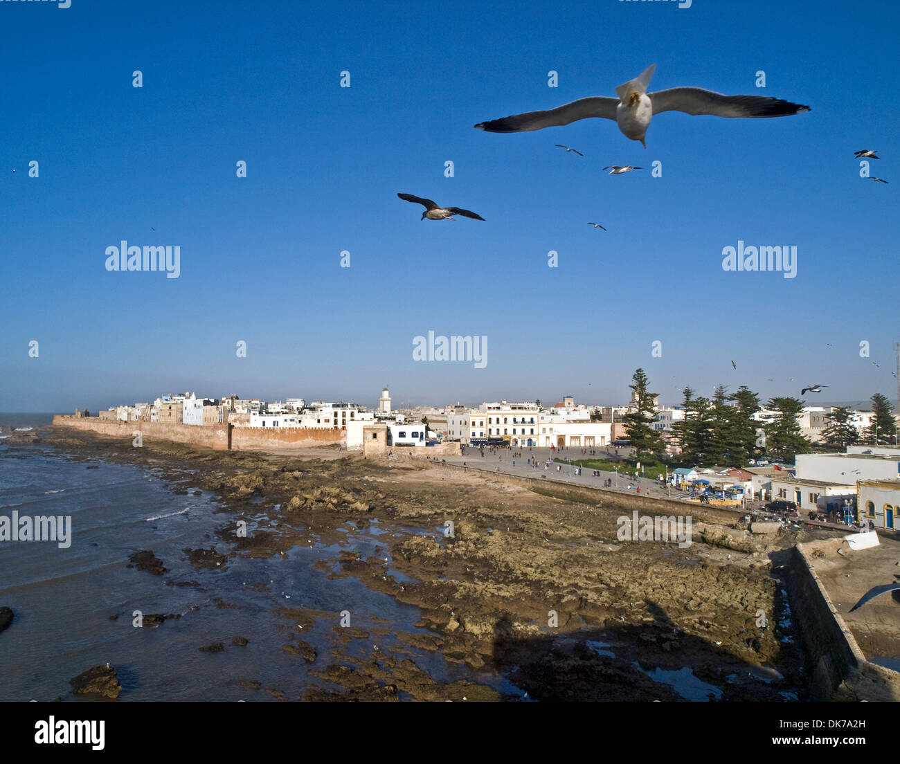 Gabbiani che volano sopra la città di Essaouira, Marocco Foto Stock