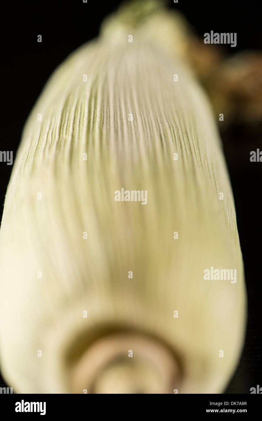 Close up sulla pannocchia di mais in pula Foto Stock