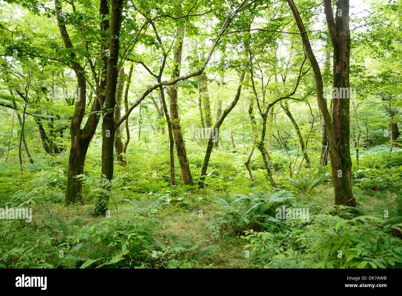 Saryeoni strada forestale in Jeju Isalnd, Corea Foto Stock