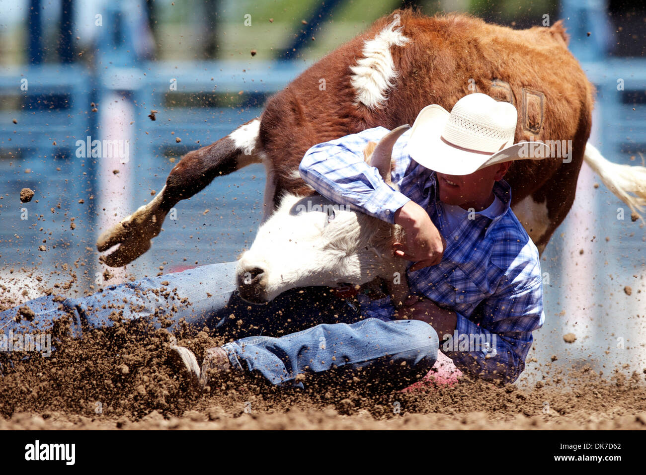 Giugno 20, 2011 - Reno, Nevada, Stati Uniti - Steer wrestler Kinghorn Wyatt di Lewisville, ID compete durante il gioco al Reno Rodeo. (Credito Immagine: © Matt Cohen/Southcreek globale/ZUMAPRESS.com) Foto Stock