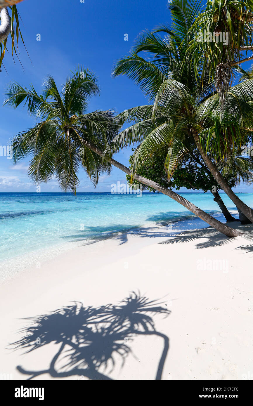 Bounty Island con la sabbia bianca e la luce blu acqua sulle Maldive con un sacco di palme, guarda come il paradiso Foto Stock