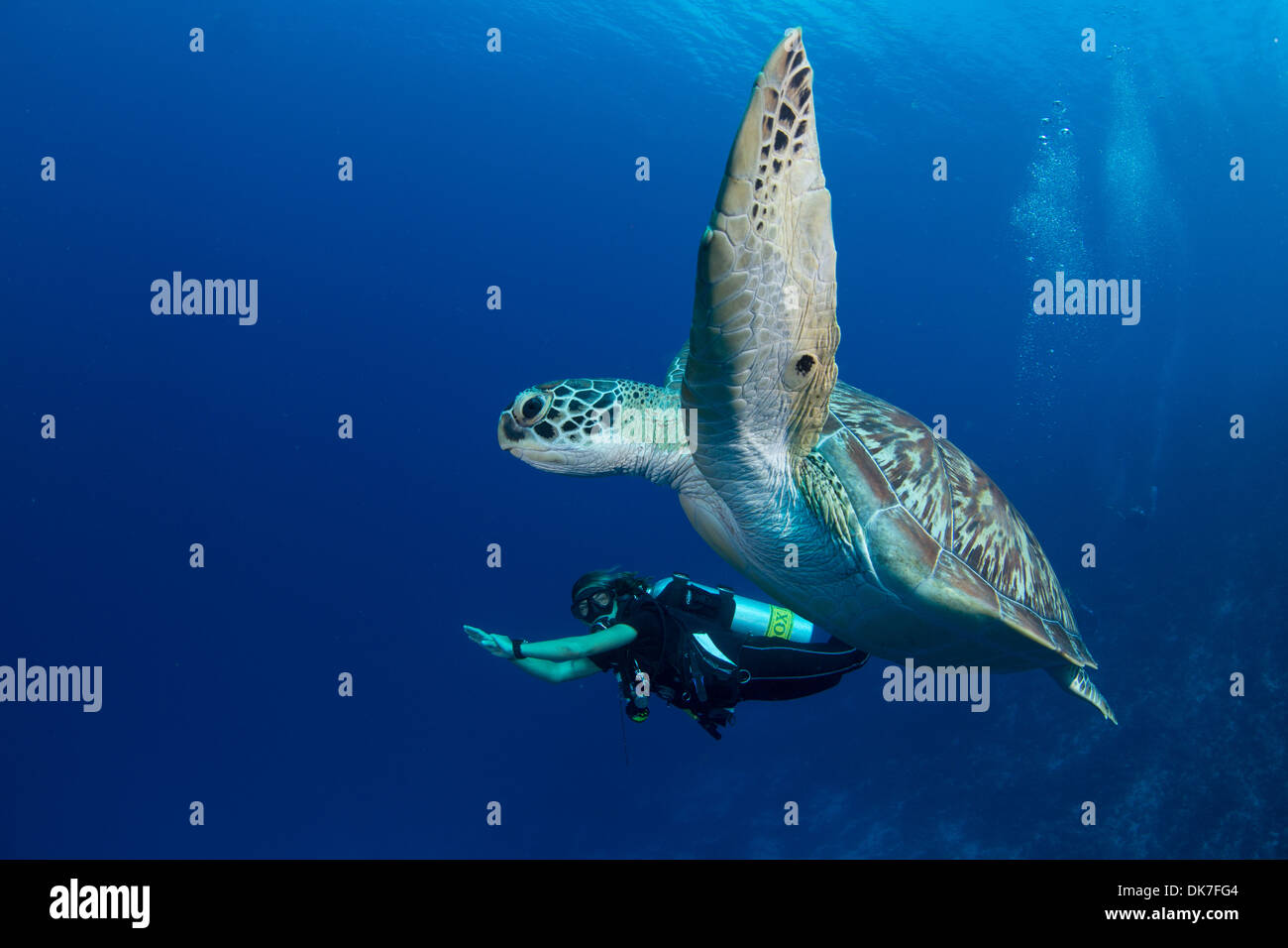 Incontro con una tartaruga di mare mentre le immersioni Foto Stock