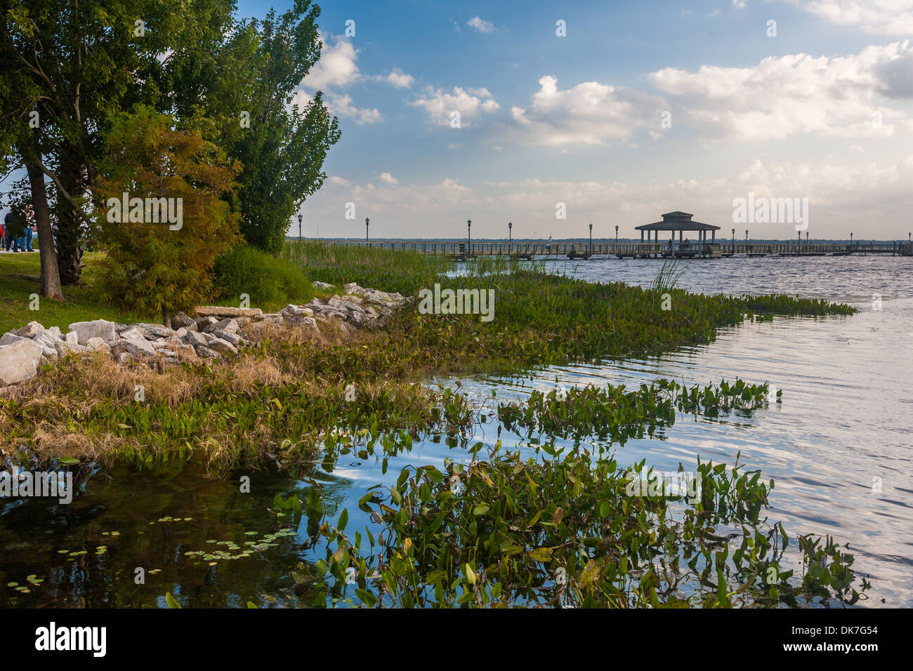 Piante di acquitrini lungo la riva del fiume del St Johns in Green Cove Springs, in Florida Foto Stock