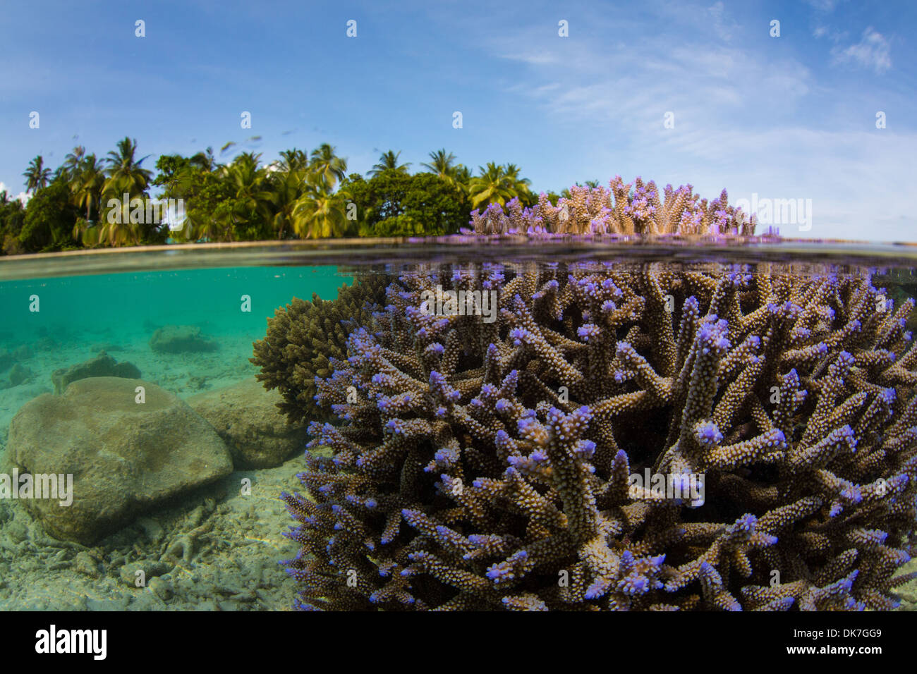 Metà acqua shot Paradise Island Reef Foto Stock