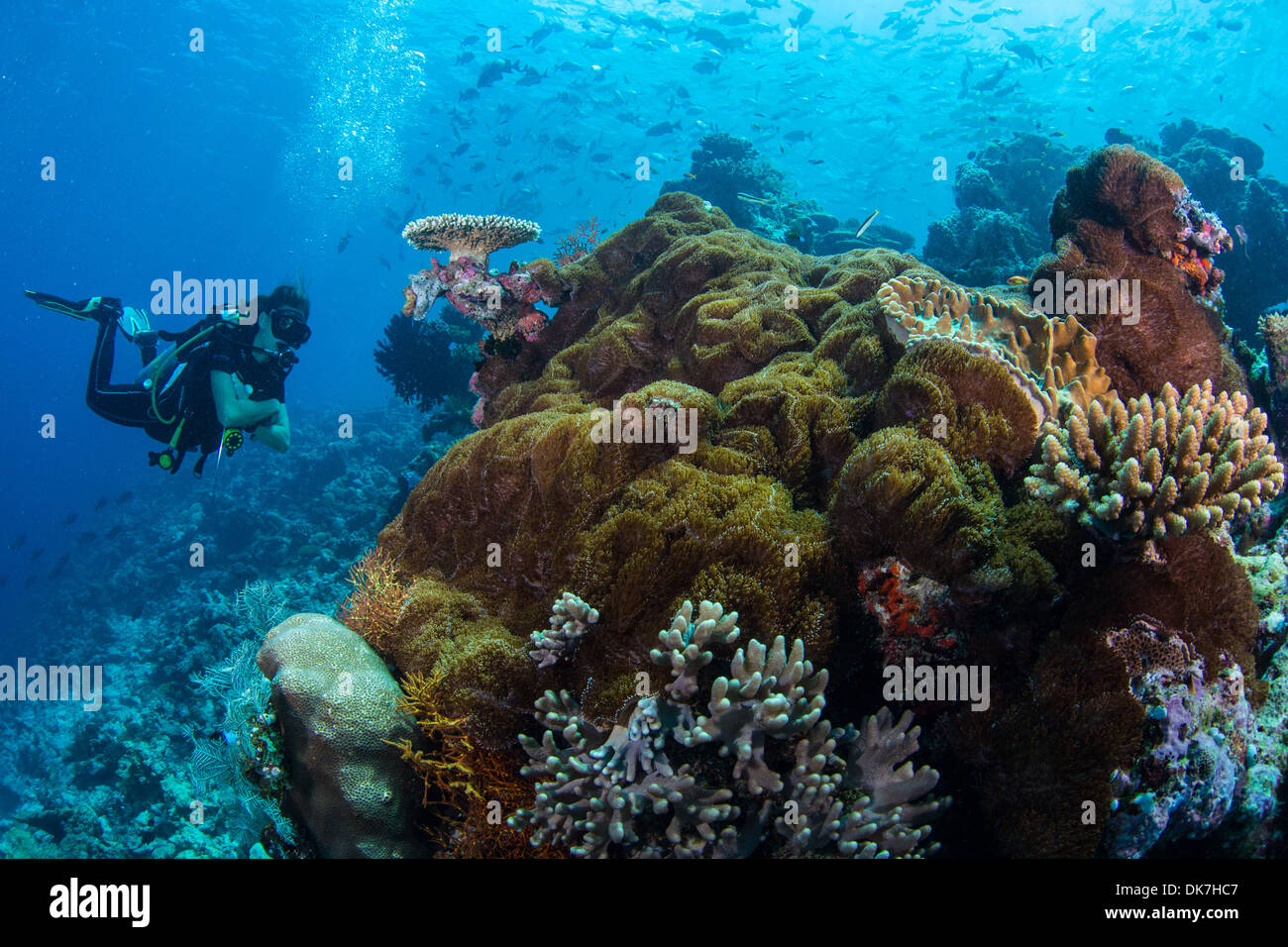 Orologi subacqueo bellissimi coralli Foto Stock