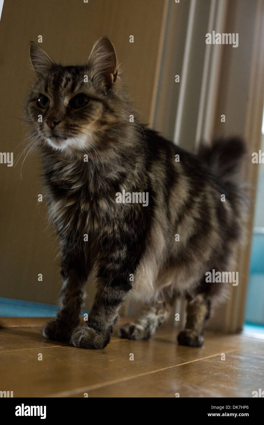 Cat corpo striato in piedi zampe testa coda le orecchie Foto Stock