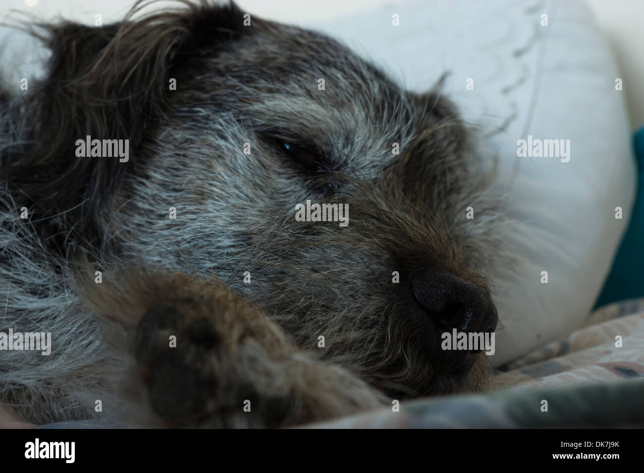 Borer terrier dog face naso capelli lunghi di riposo a letto Foto Stock
