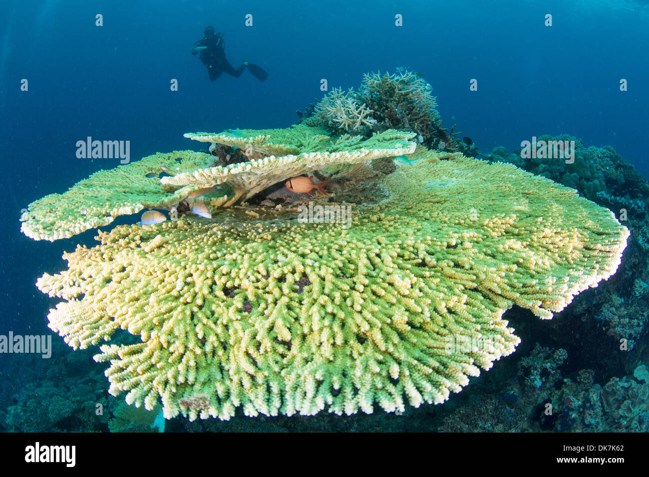 Barriere coralline nelle Maldive Foto Stock