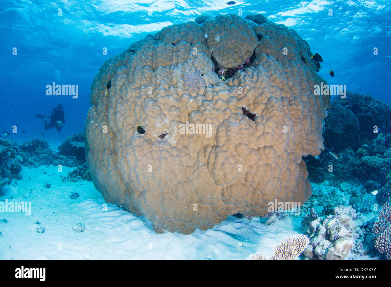 Barriere coralline nelle Maldive Foto Stock