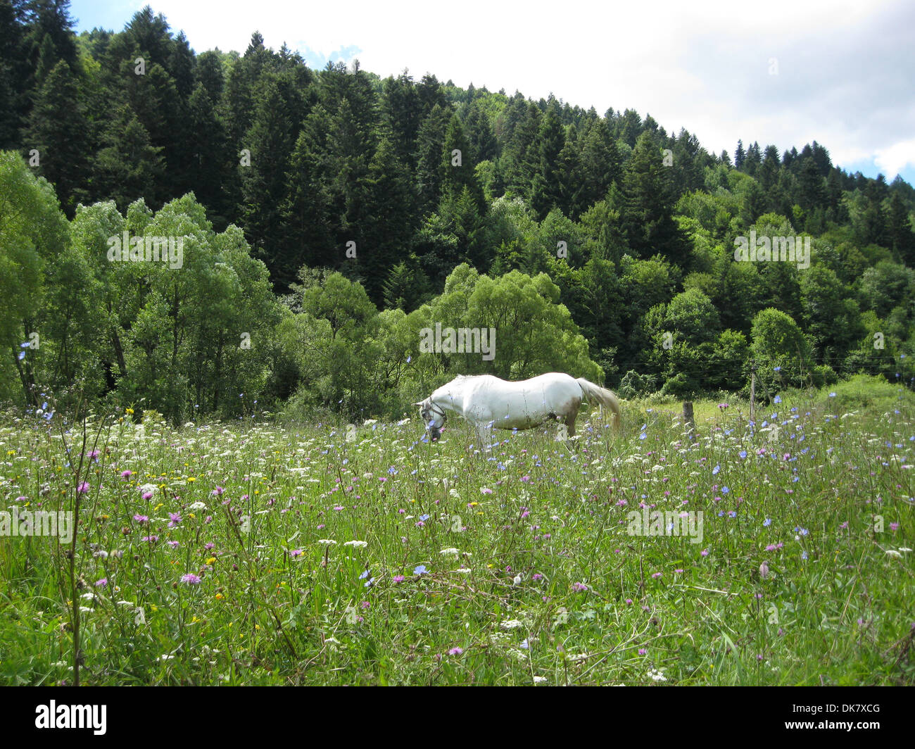 Paesaggio rurale con campo di fiori e cavallo al pascolo Foto Stock