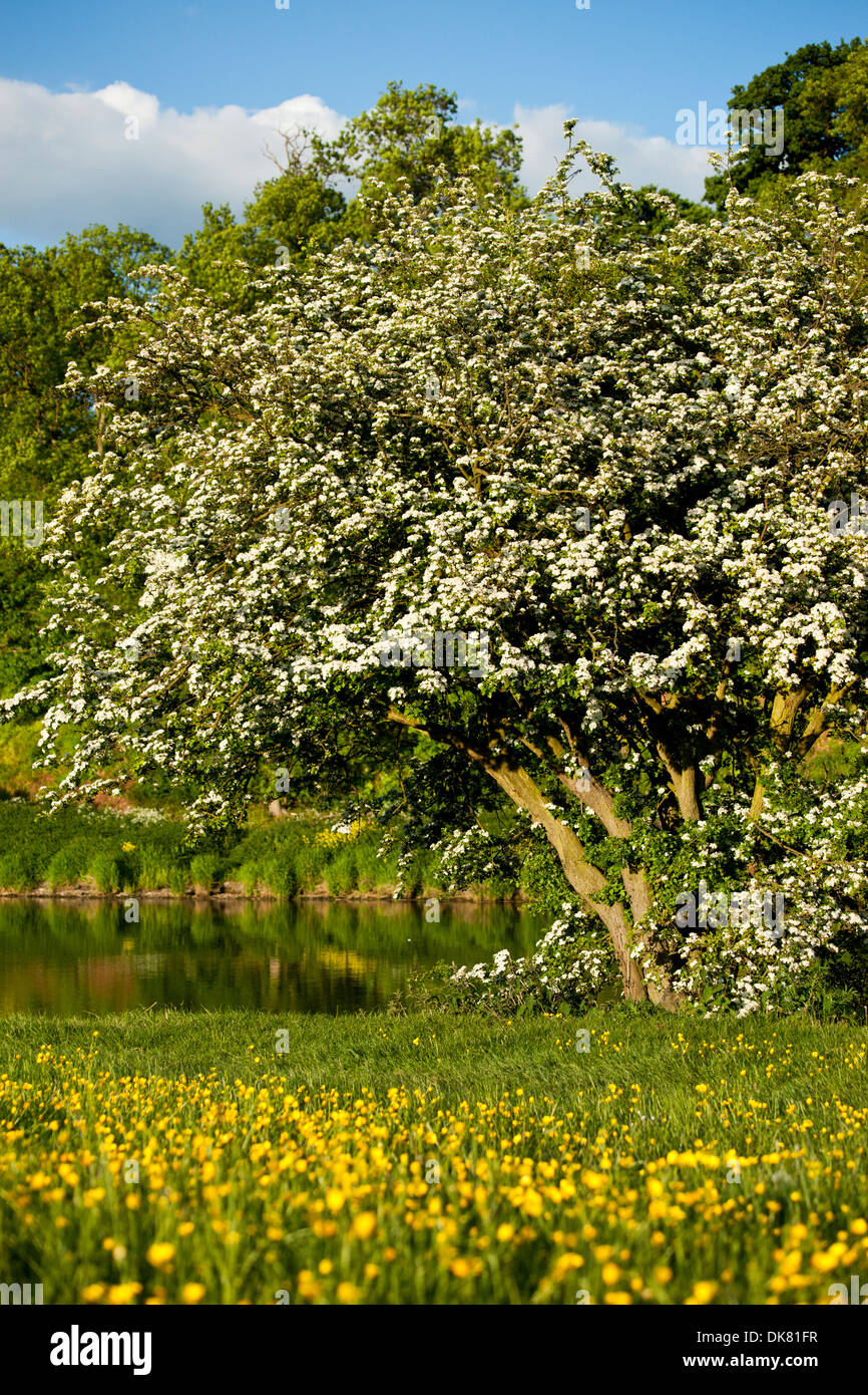 Albero in fiore in primavera accanto a un lago in un selvaggio fiore prato di fiori gialli. Foto Stock