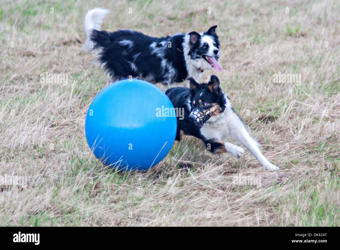 Azione treibball: due border collies imbrancandosi palla Foto Stock