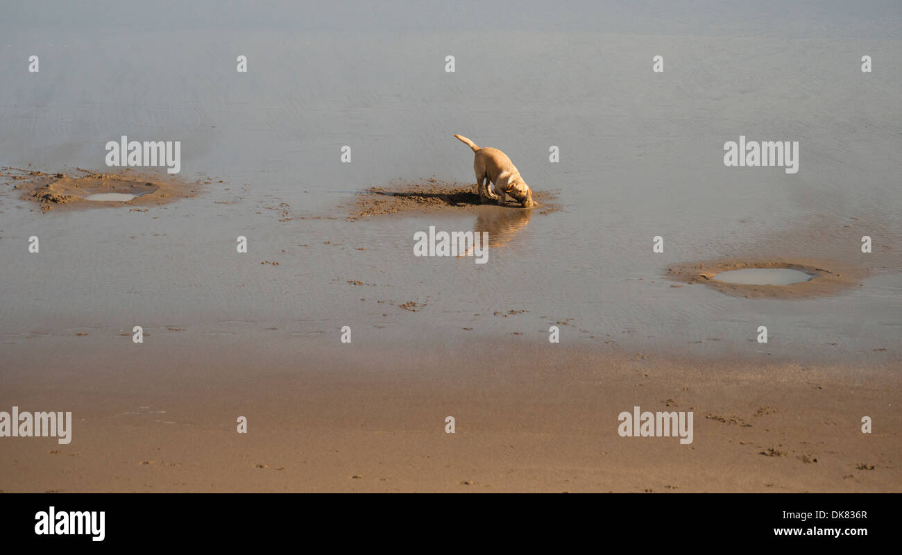 Il cane scavate tre fori nella sabbia Foto Stock
