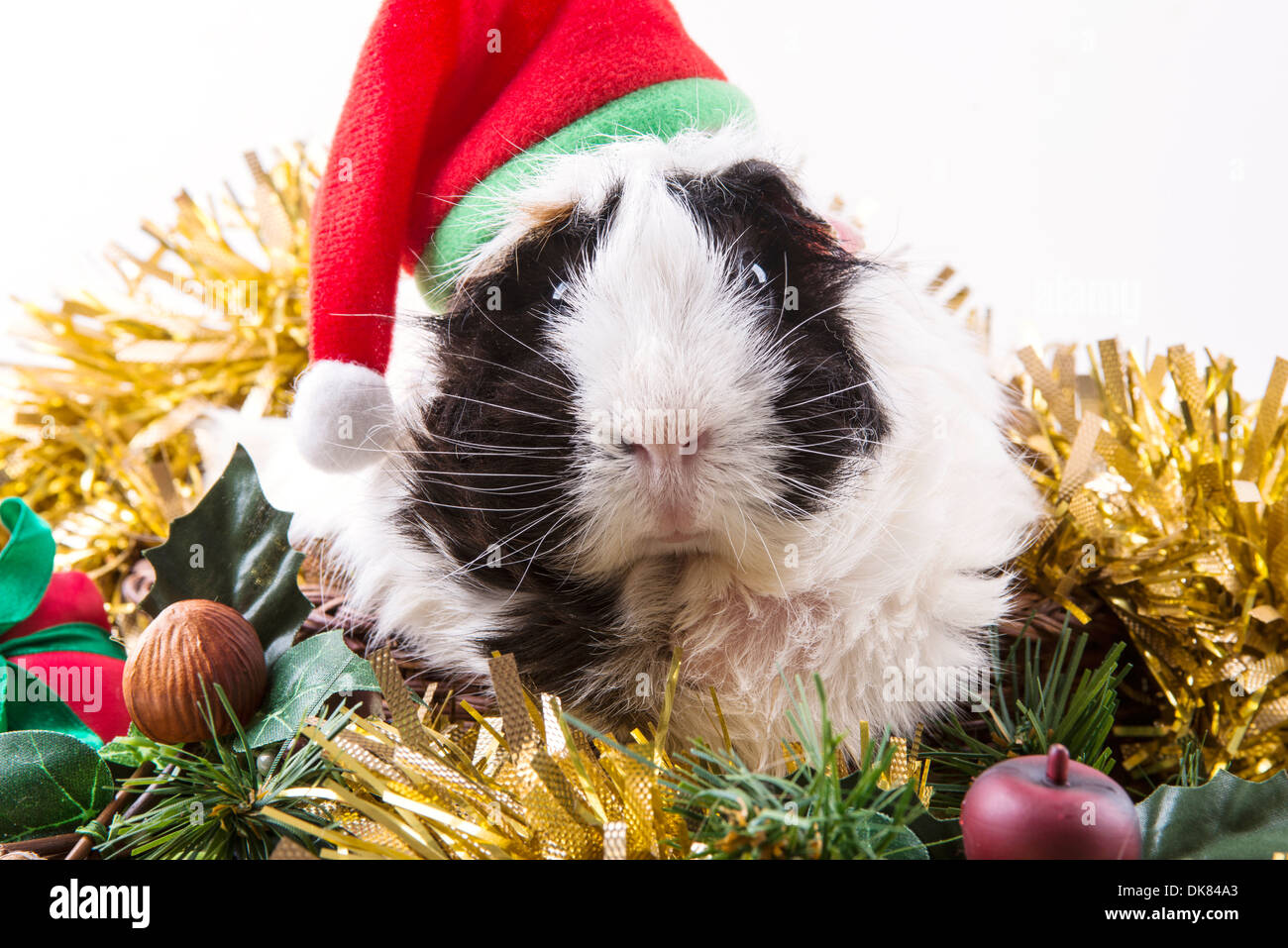 Carino cavia in un Natale di Santa hat accoccolato tra oro tinsel Foto Stock