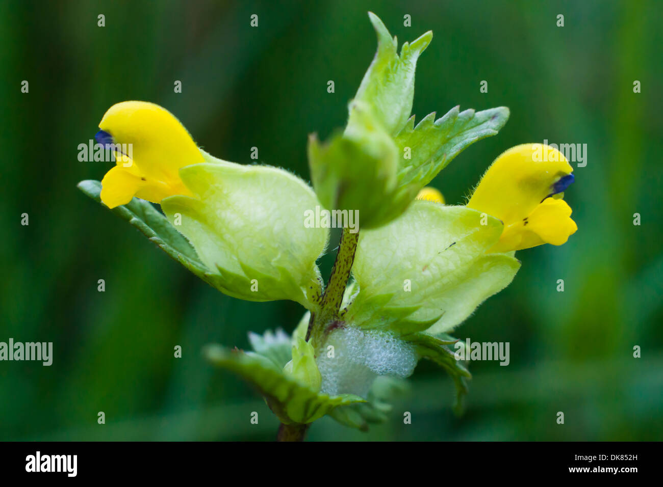 Fiore giallo con il cuculo spit Foto Stock