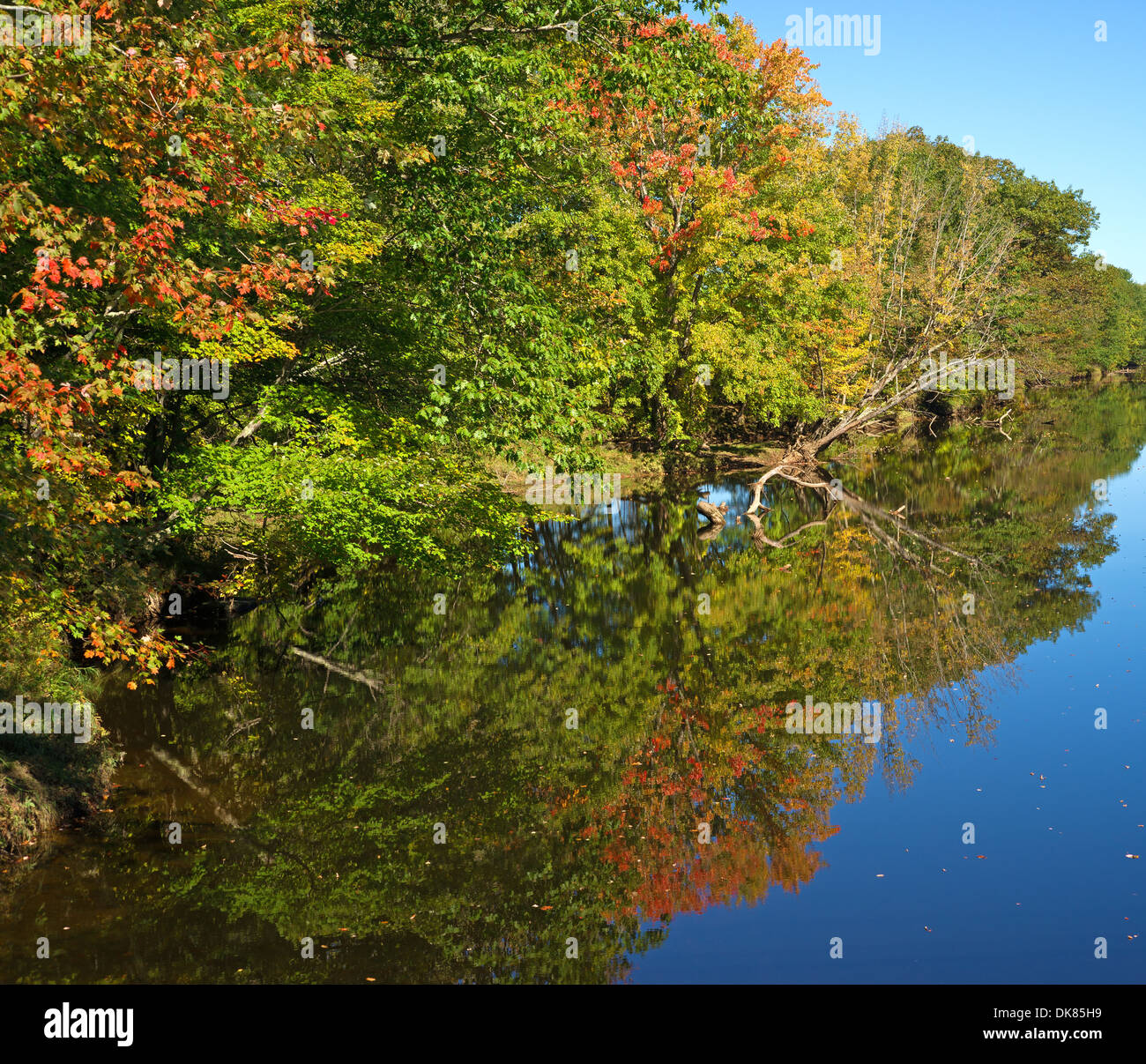 Le foglie di autunno girando di colore con una riflessione su un movimento lento fiume in autunno. Foto Stock