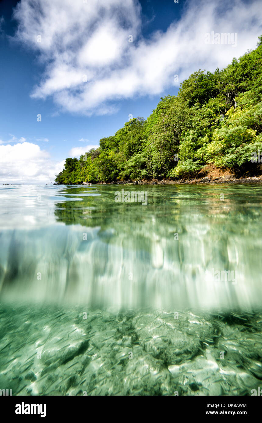 Maho Bay Spalato Vista sottomarina St John Isole Vergini americane // ST JOHN, Isole Vergini americane - Uno scatto diviso che mostra le viste subacquee e sopra l'acqua a Maho Bay a St John nelle Isole Vergini americane. Maho Bay fa parte del Parco Nazionale delle Isole Vergini, conosciuto per le sue acque cristalline e la variegata vita marina. L'immagine cattura la transizione tra il paesaggio della spiaggia tropicale e il vibrante ecosistema sottomarino. Foto Stock