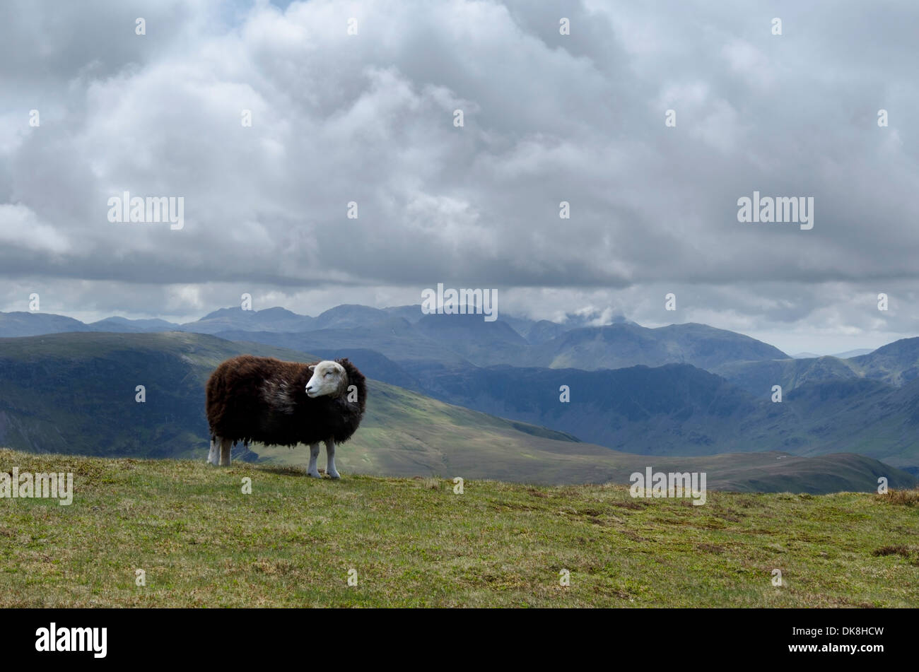 Una pecora herdwick sulla sommità del Wandope, sopra Buttermere nel distretto del lago, Cumbria, Inghilterra Foto Stock