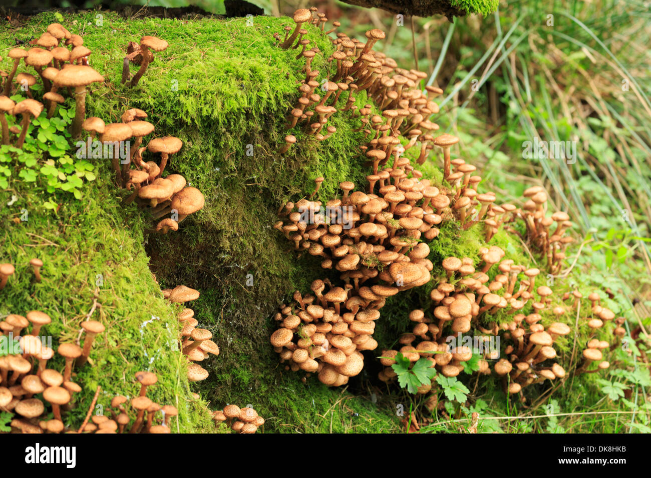 Il miele fungo Armillaria Mellea Foto Stock