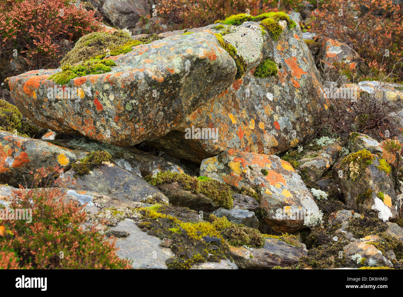 Crustose licheni con moss sulle rocce in Glen Strathfarrar, Highlands scozzesi Foto Stock