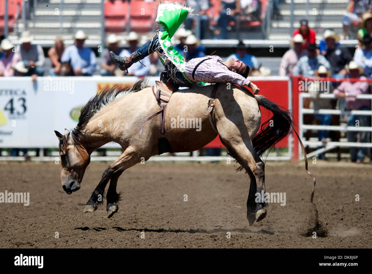 Luglio 24, 2011 - Salinas, California, Stati Uniti - Caleb Bennett di Morgan, UT rides assalto durante il breve giro alla California Rodeo Salinas in Salinas, CA. (Credito Immagine: © Matt Cohen/Southcreek globale/ZUMAPRESS.com) Foto Stock