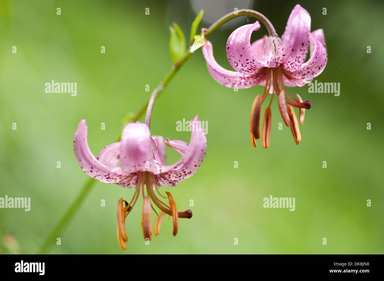 Ritratto orizzontale di due fiori Turk cappuccio del giglio, Lilium martagon. Foto Stock