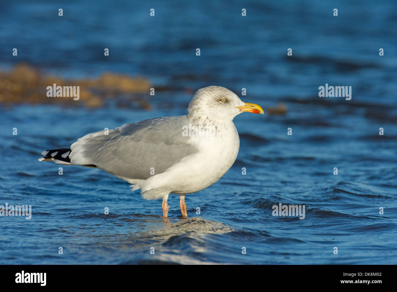 Aringa Gabbiano, Larus argentatus, adulto in livrea invernale, Novembre, Inghilterra Foto Stock