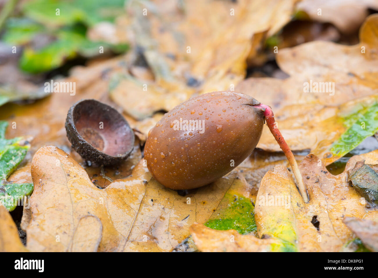 Farnia, Quercus robur, acorn germinaring sul pavimento del bosco, Norfolk, Inghilterra, Novembre Foto Stock