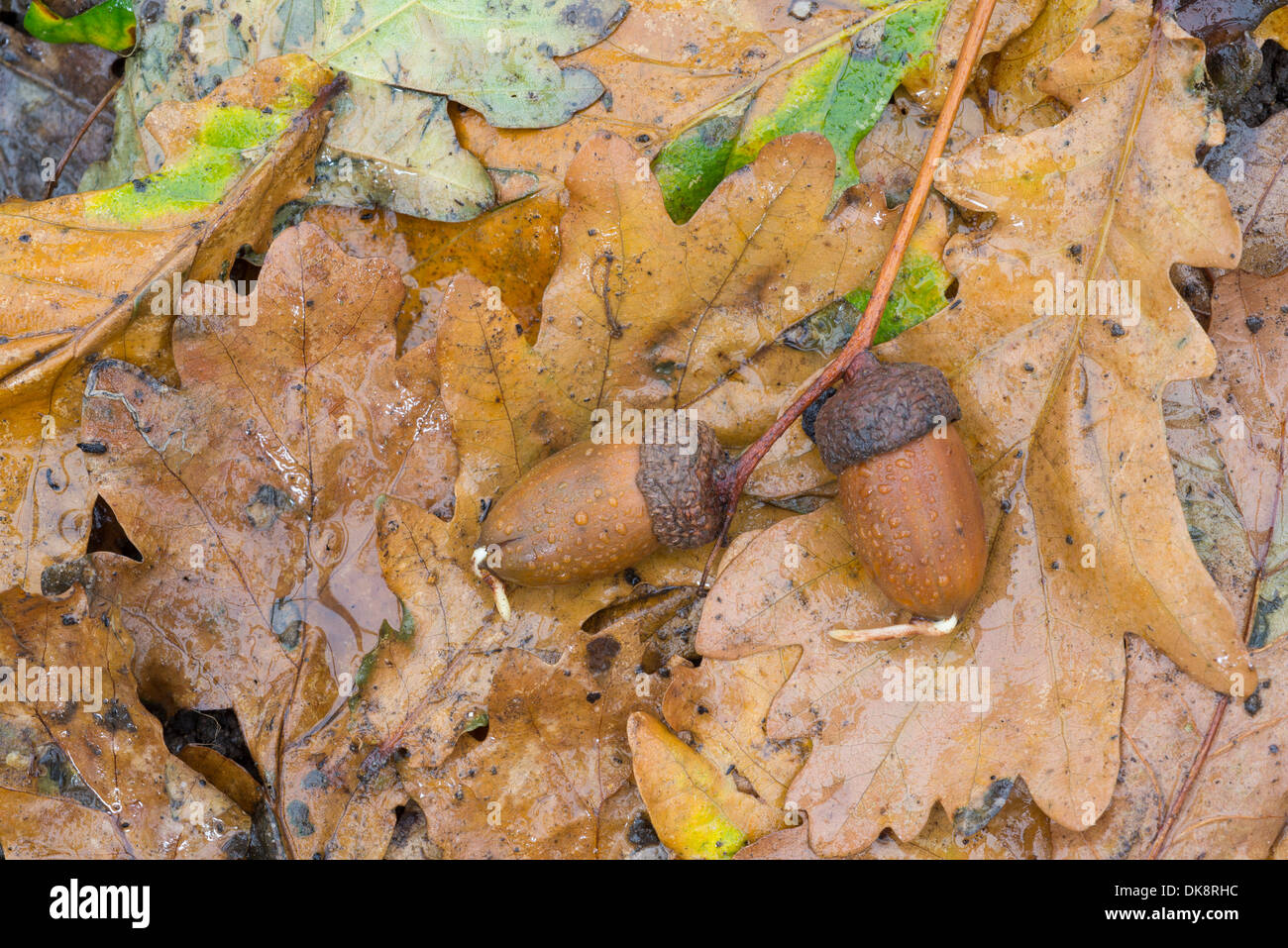 Farnia, Quercus robur, acorn germinaring sul pavimento del bosco, Norfolk, Inghilterra, Novembre Foto Stock
