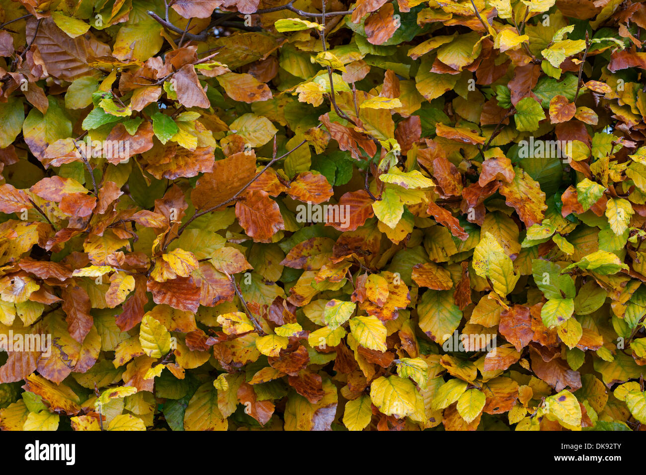 Il faggio (Fagus sylvatica) hedgeing, le foglie in autunno, in Inghilterra, in novembre. Foto Stock