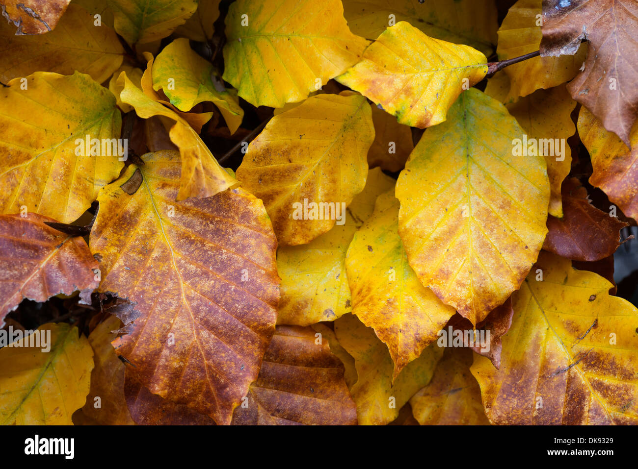 Il faggio (Fagus sylvatica) hedgeing, le foglie in autunno, in Inghilterra, in novembre. Foto Stock