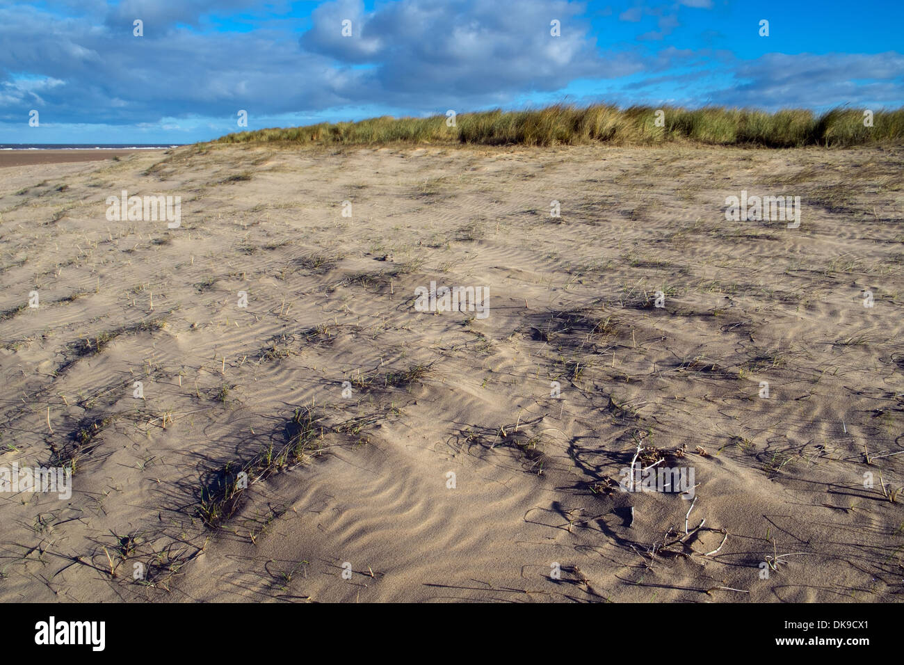 Marram erba, Ammophila, istituisce sulle dune. Foto Stock