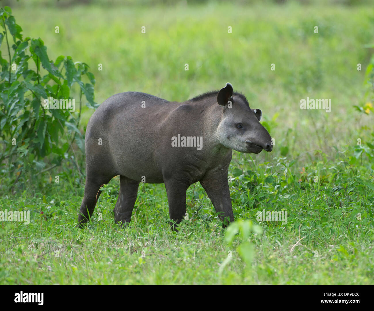 Brasiliano, il tapiro (Tapirus terrestris) AKA South American tapiro, il Pantanal, Mato Grosso, Brasile Foto Stock