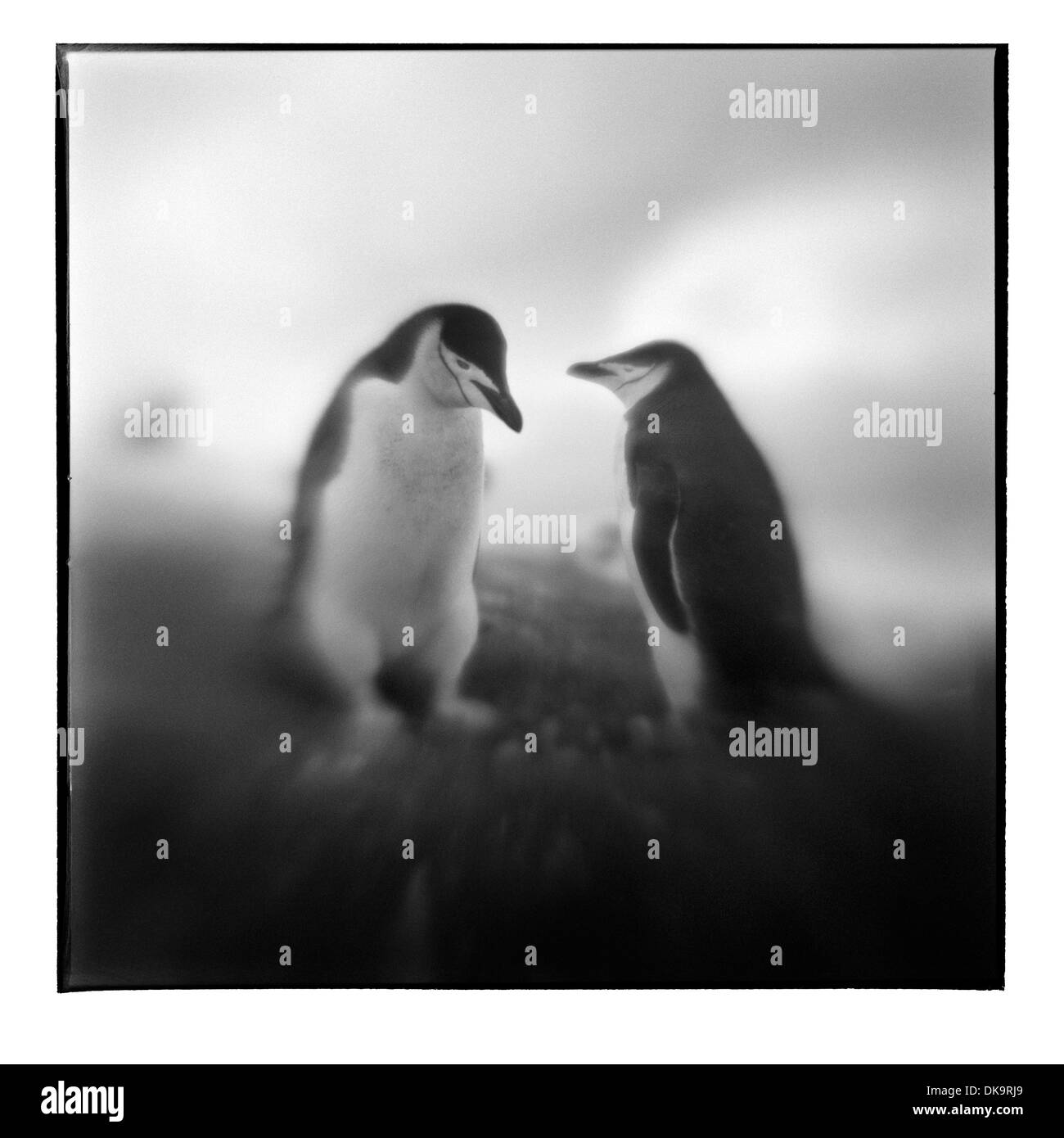 L'Antartide, isola Deception, offuscata immagine in bianco e nero di pinguini Chinstrap permanente al bordo della rookery Foto Stock