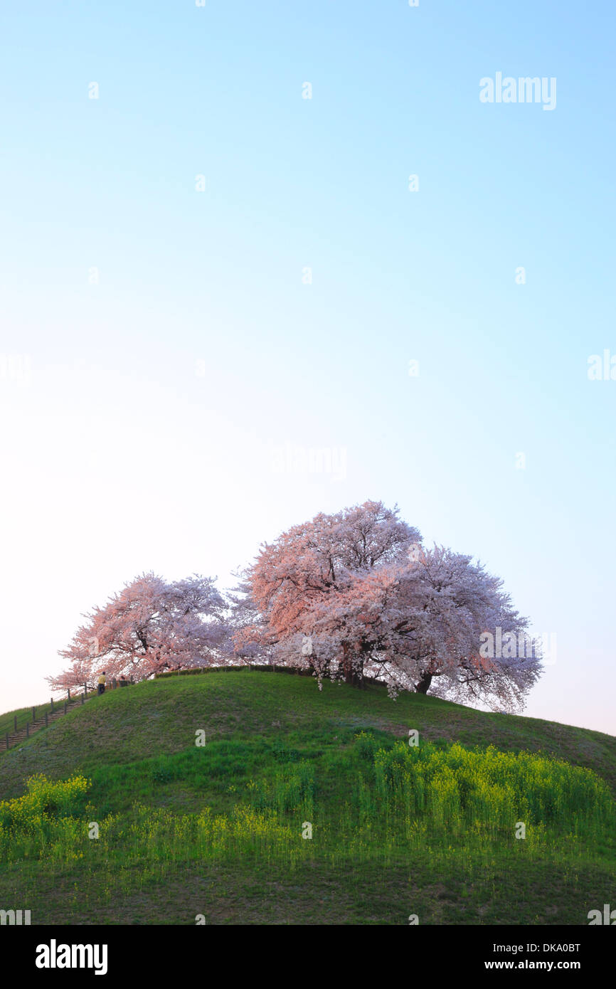 Nella Prefettura di Saitama, Giappone Foto Stock