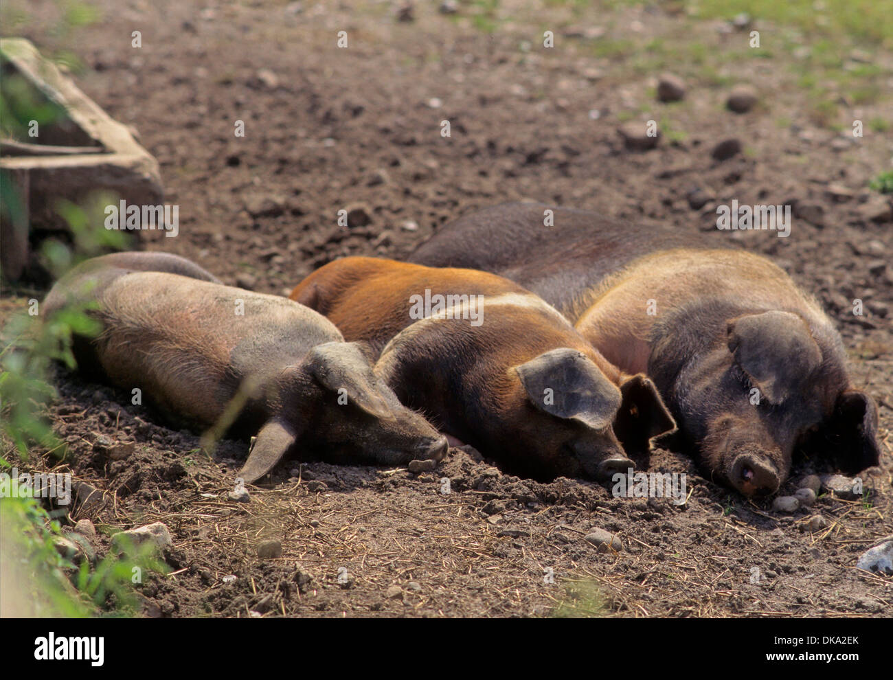 Rotbuntes Husumer Protestschwein, Dänisches Protestschwein, Deutsches Sattelschwein Abteilung Rotbuntes Schwein Husumer Foto Stock