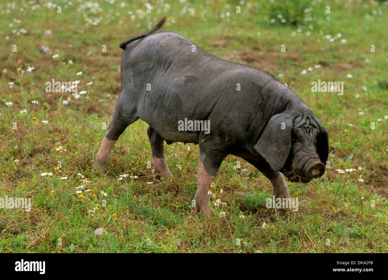 Meishan-Schwein (Sus scrofa f. domestica) Chinesisches Maskenschwein Foto Stock