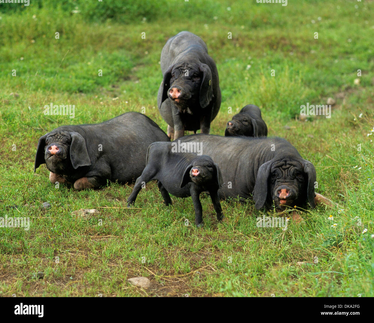 Meishan-Schwein (Sus scrofa f. domestica) Chinesisches Maskenschwein Foto Stock