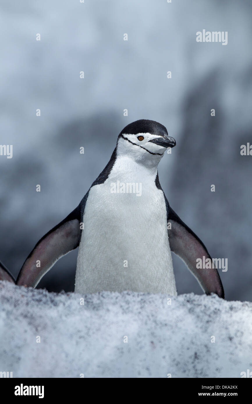 L'Antartide, a sud le isole Shetland, pinguini Chinstrap (Pygoscelis antarcticus) a testa Bailey sull Isola Deception Foto Stock