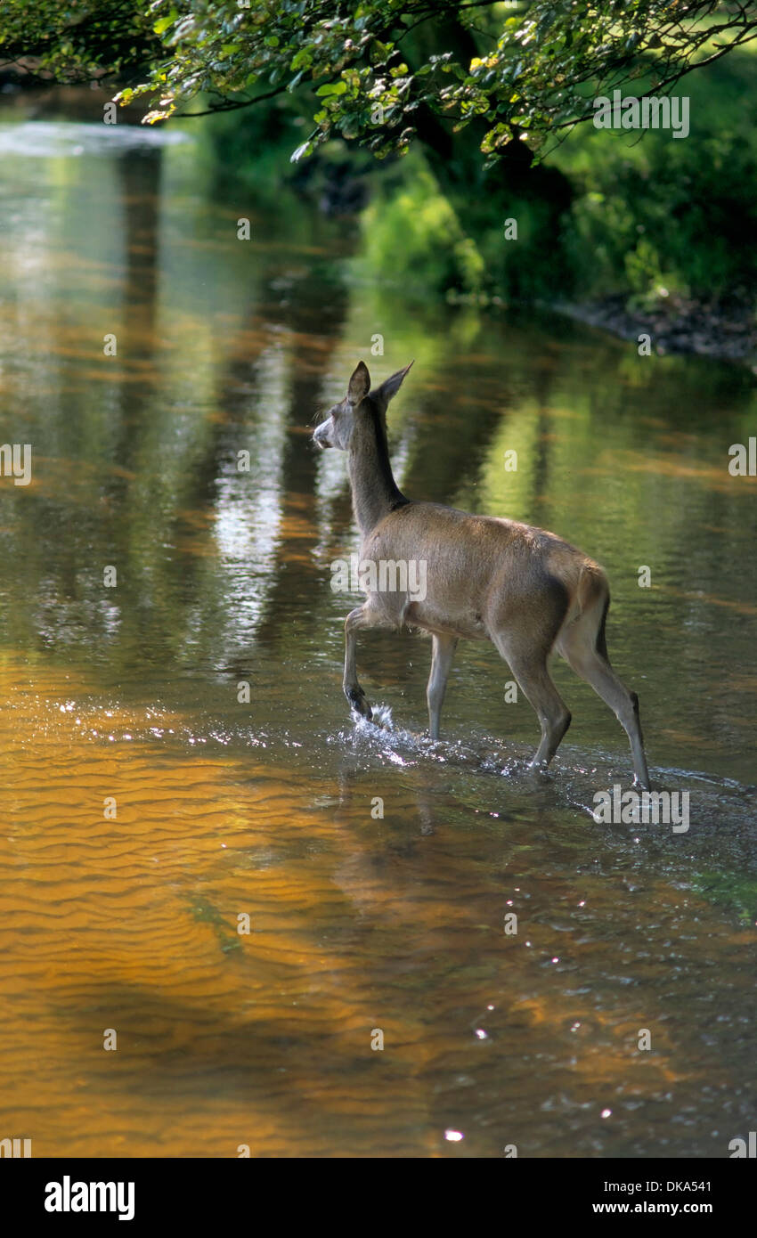 Il cervo (Cervus elaphus), Rothirsch im Wasser, Rothirsch (Cervus elaphus) Foto Stock