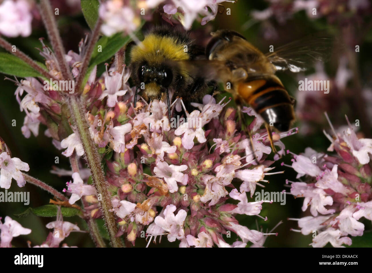 Raccolta di nettare Bumble Bee sul origano fiori. L'origano è un gradevole odore aromaticamente stabilimento, la cui oli eterei sono utilizzate per i medicinali. Esso trova anche applicazione molto in erba-cucina. Foto: Klaus Nowottnick Data: Agosto 1, 2013 Foto Stock