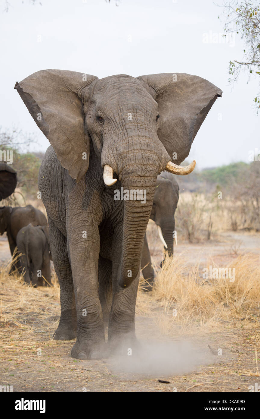 Elefante africano di carica (Loxodonta africana africana), Katavi National Park, Tanzania Foto Stock
