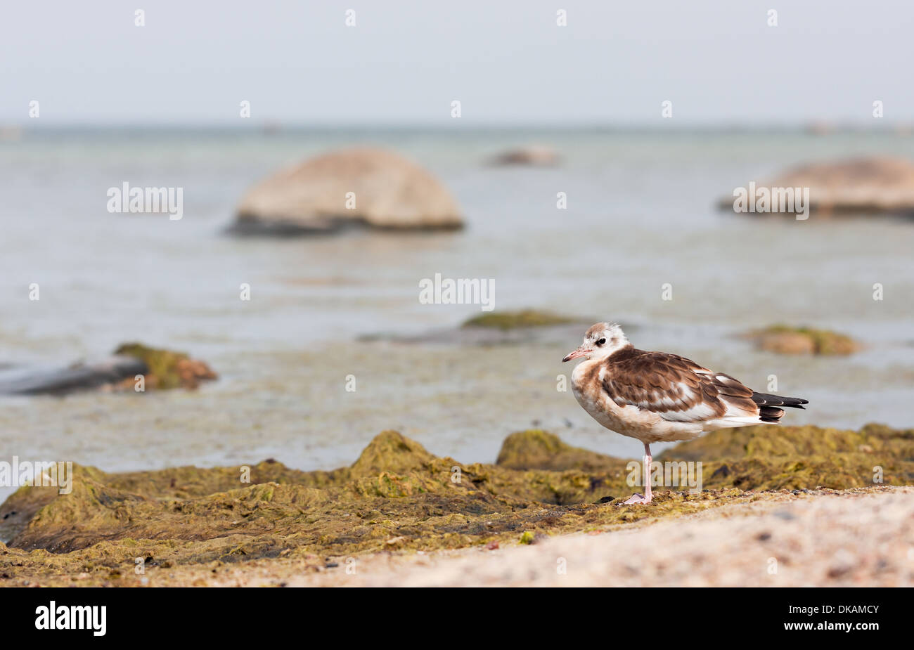 Primo piano di una sea gull o mew Foto Stock