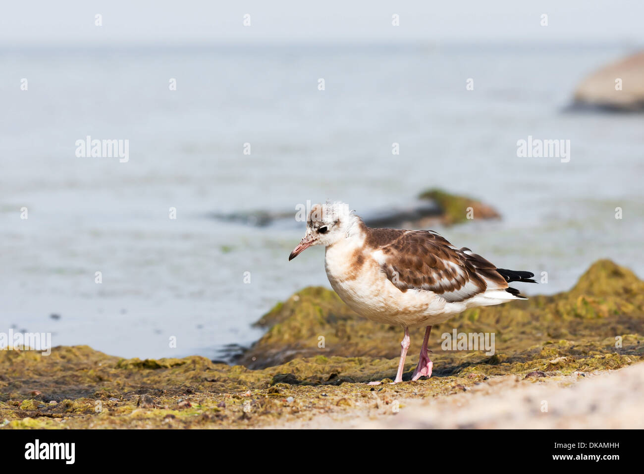 Primo piano di una sea gull o mew Foto Stock