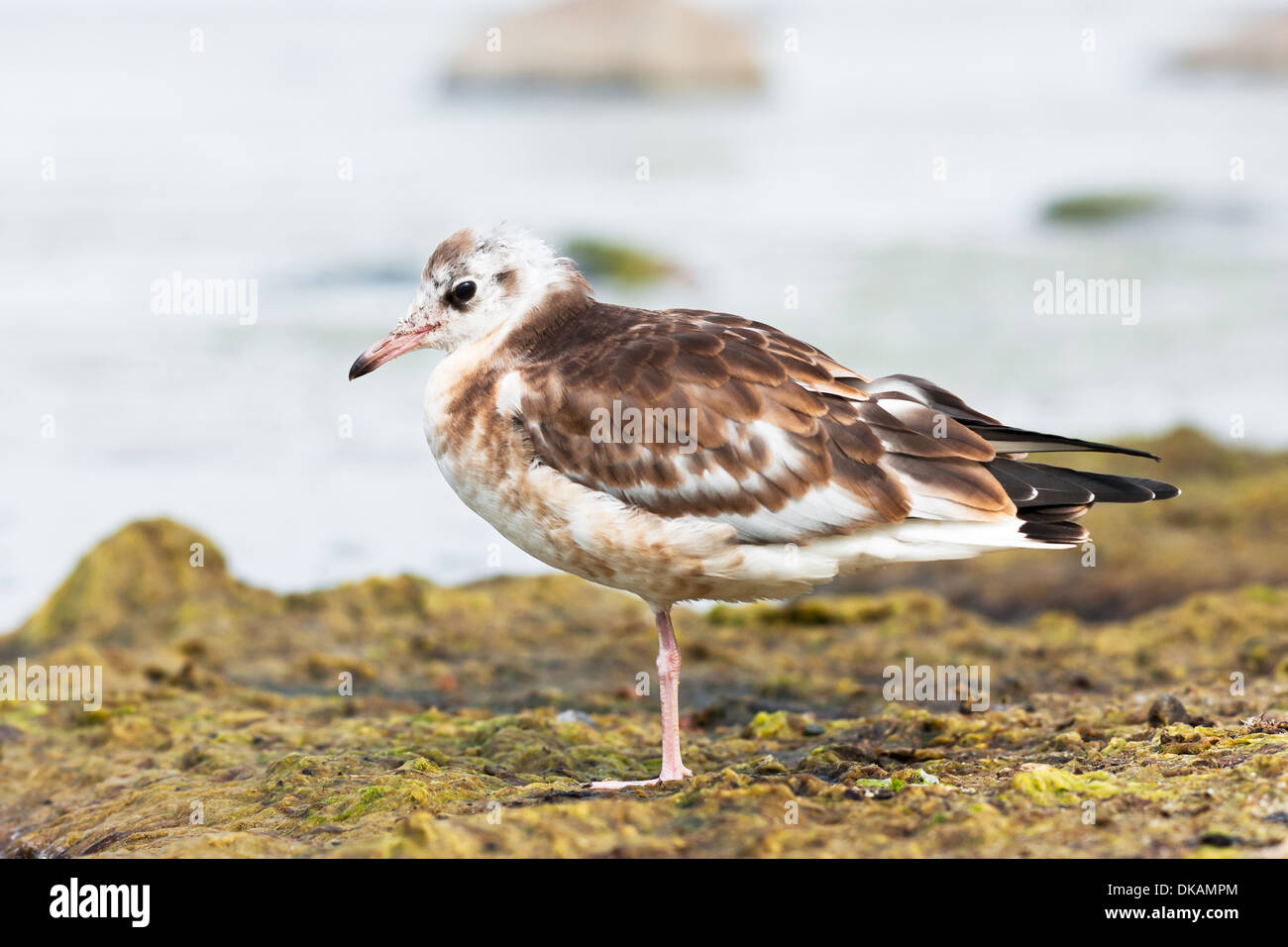 Primo piano di una sea gull o mew Foto Stock